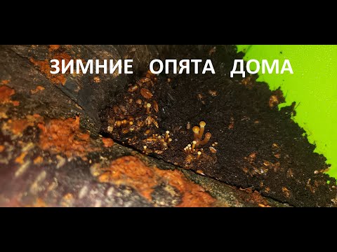 Видео: Выращиваем зимние опята дома (для начинающих)
