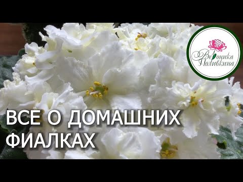 Видео: ВСЕ О ДОМАШНИХ ФИАЛКАХ ДЛЯ НАЧИНАЮЩИХ