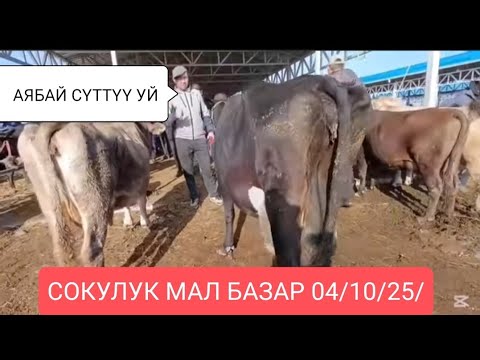 Видео: СОКУЛУК МАЛ БАЗАР СААН/УЙЛАР/МУЗООЛУУ/БООЗ УЙЛАР ТАРТЫЛГАН ТАСМА 4-Октябрь 2025ж