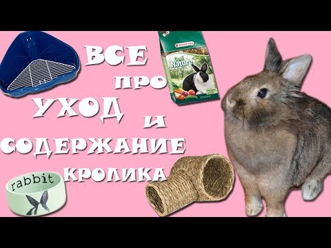 Видео: ВСЕ ПРО УХОД И СОДЕРЖАНИЕ КРОЛИКА/Я и мои Животные