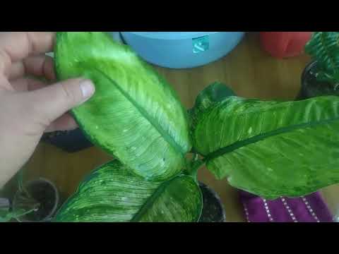 Видео: Цветочные новинки. Пополнение в цветочной коллекции.