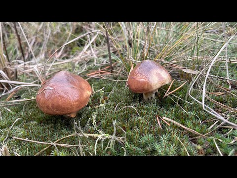 Видео: Приехали за грибами в лес. Грибы пошли в ноябре