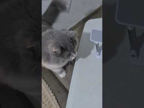 Видео: #cat #прикольныекоты 