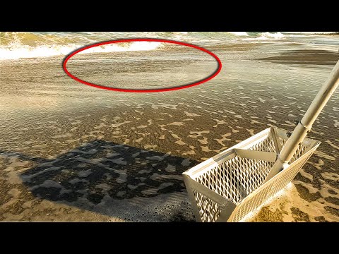 Видео: Возможно, вы ходите по тысячам песчаных блох!