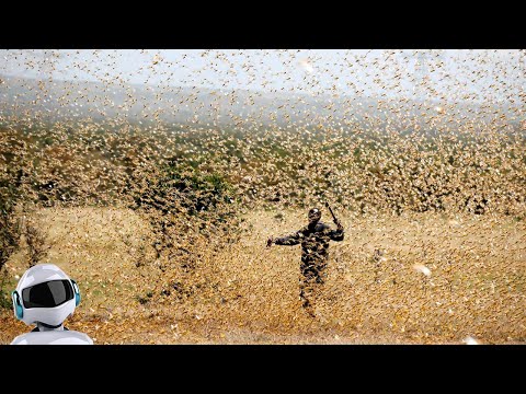 Видео: 10 Невероятных НАШЕСТВИЙ ЖИВОТНЫХ, Снятых На Камеру