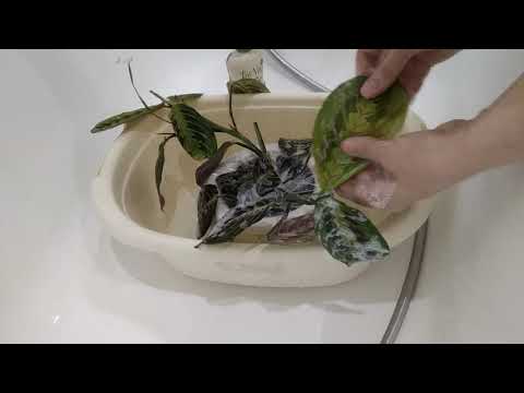 Видео: Как я мыла МАРАНТУ с моющим средством. РЕЗУЛЬТАТ