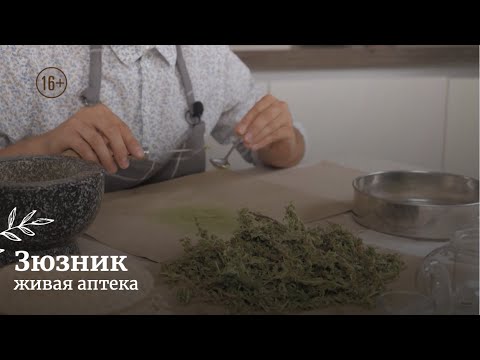 Видео: Зюзник // Живая аптека