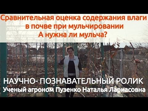 Видео: А нужна ли мульча? Сравнительная оценка содержания влаги при мульчировании почвы (Пузенко Н.Л.)