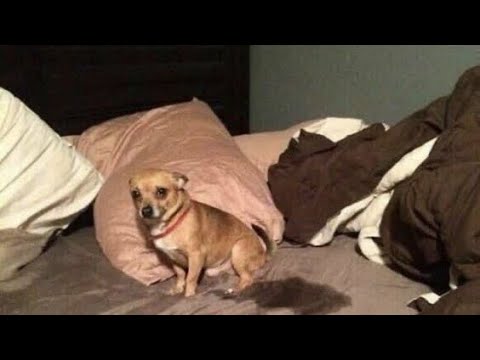 Видео: Император