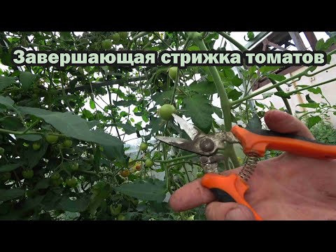 Видео: Стрессовая обрезка томатов