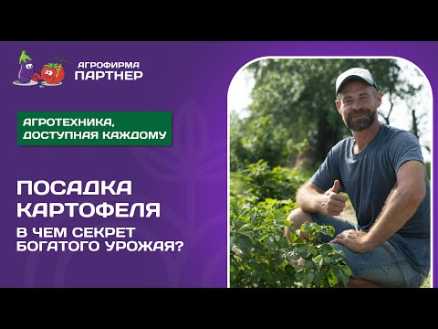 Видео: КАК ПРАВИЛЬНО ПОСАДИТЬ КАРТОФЕЛЬ // Все тонкости для раннего и богатого урожая
