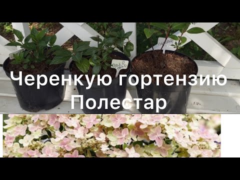 Видео: ГОРТЕНЗИЯ ПОЛЕСТАР. Черенкую и сравниваю три саженца