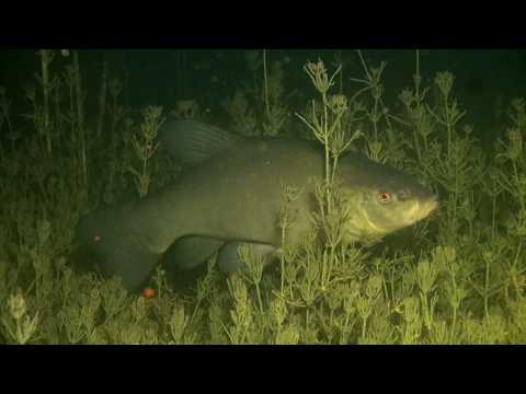 Видео: НЕИЗВЕСТНАЯ БЕЛАРУСЬ. УНИКАЛЬНЫЕ КАДРЫ. UNKNOWN BELARUS. Underwater Belarus Nature