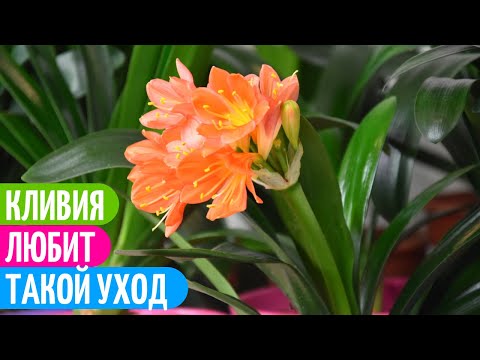 Видео: Уход За КЛИВИЕЙ - ЕСЛИ БЫ я Знала Об Этом РАНЬШЕ! Мои цветы.