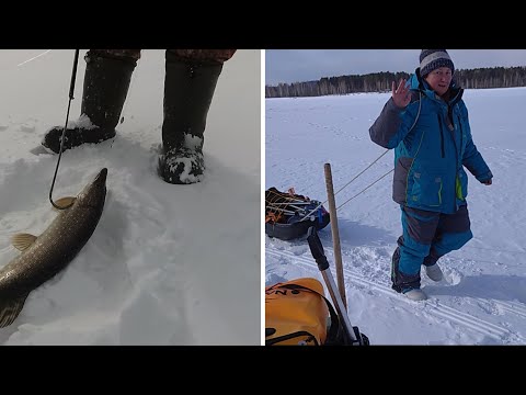 Видео: \\\ВОЛЧИХА\\\ ЖЕРЛИЦЫ\\\ ЩУКА\\\6-7 МАРТА 2021\\\