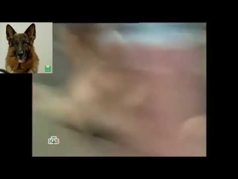 Видео: Клип - Возвращение Мухтара "Faded"