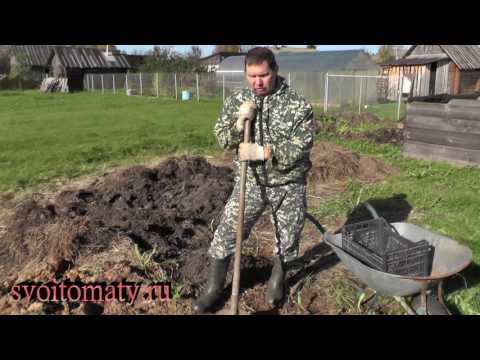 Видео: Посадка озимого чеснока
