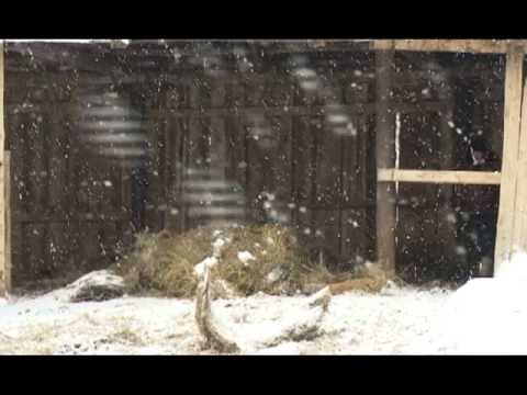 Видео: Специальный репортаж. Вятская порода лошадей.mp4