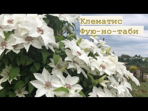 Видео: Почему не делаю обрезку, японский клематис Фую-но-таби 👌Clematis Fuyu-no-tabi