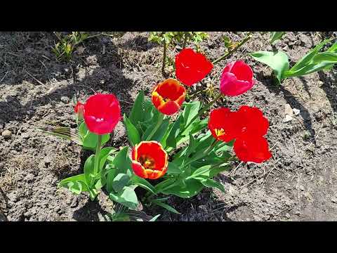 Видео: Сад в начале мая. Цветение луковичных. Как перезимовали розы и клематисы