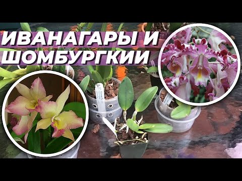 Видео: Часть 7. Инвентаризация орхидей 2021. Первичные гибриды каттлей, иванагары, шомбургкии.