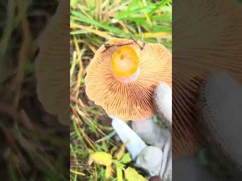 Видео: Рыжики  - настоящий деликатес