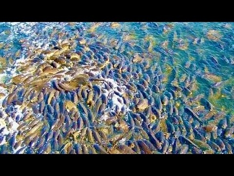 Видео: ЗАШЕЛ В ЗАТОПЛЕНЫЙ ЛЕС А ТУТ ЗДОРОВЫЕ САЗАНЫ рыбалка на сазана
