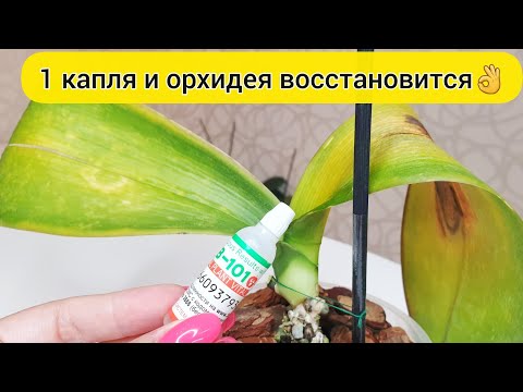 Видео: 1 КАПЛЯ и орхидеи начнут РАСТИ // НВ-101 для роста орхидей