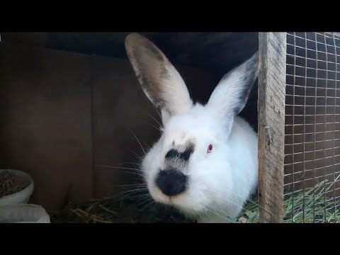 Видео: Қояндарға ұя жасау , жаңа ұяларын жөндедік !  Жаңадан қоян келеді 😉