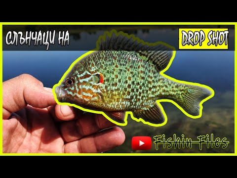 Видео: СЛЪНЧАЦИ НА ДРОП  ШОТ / DROP SHOT | КАК ДА СПАСИМ КАПОТО