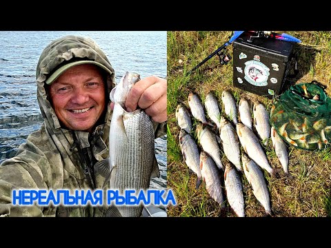 Видео: НЕРЕАЛЬНАЯ РЫБАЛКА ПЕЛЯДЬ НА УДОЧКУ