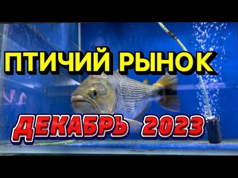 Видео: ПТИЧИЙ РЫНОК, САДОВОД. ОБЗОР ДЕКАБРЬ 2023. Рыбы, которых не снимал, и растения. Изменения на рынке.