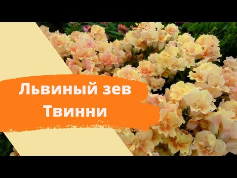 Видео: Супер цветок для клумб и вазонов - махровый львиный зев Твинни