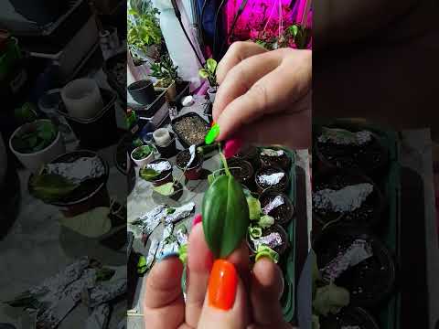 Видео: Пополнила коллекцию растений на 12 эпипремнумов 