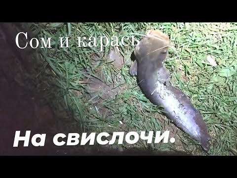 Видео: Рыбалка с ночёвкой на реке Свислочь вблизи города Минск. Сом, карп и куча карася.