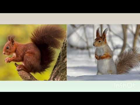 Видео: Старша група. Природа. " Ліс - багатоповерховий будинок ".