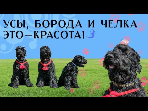 Видео: Служебные и семейные собаки / Черные русские терьеры "С Босфора Восточного" / История породы