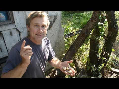 Видео: Личинки жука оленя в вашем саду. Что делать? Нескучная жизнь.