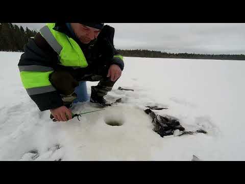 Видео: И снова за тёмным окунем.Бешеный клёв.