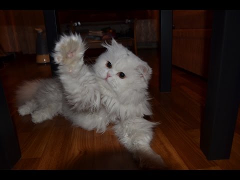 Видео: Эксклюзив! Стрижка персидского кота от начала и до конца.