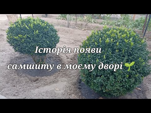 Видео: Розмноження самшиту. Історія появи самшиту в моєму дворі🌱