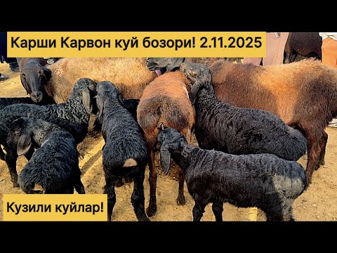 Видео: Карши Карвон куй бозори нархлари! 2.11.2025