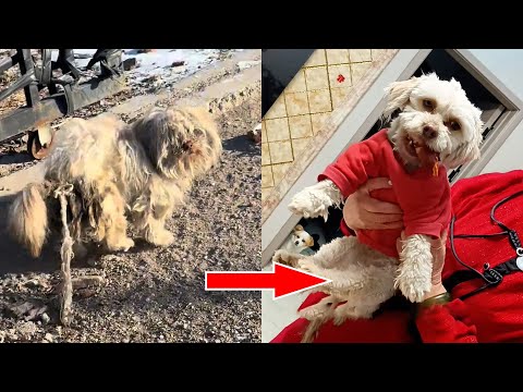 Видео: Она лежала, сгорбившись, в снегу, ожидая смерти, пока ее не нашли спасатели...