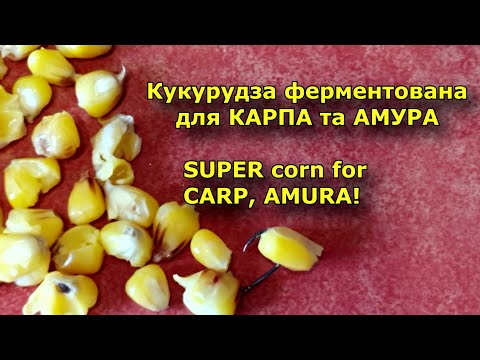 Видео: Варимо кукурудзу на рибалку. СУПЕР уловистий рецепт для АМУРА та КАРПА! SUPER corn for CARP, AMURA!