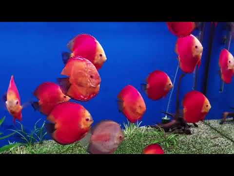 Видео: Мои Дискусы сегодня