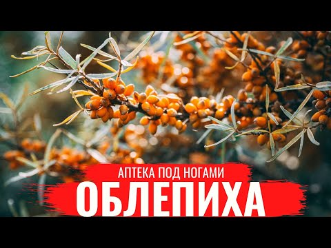 Видео: ОБЛЕПИХА /О правилах сбора, нюансах заготовки и приготовлении полезных настоев/ Аптека под ногами