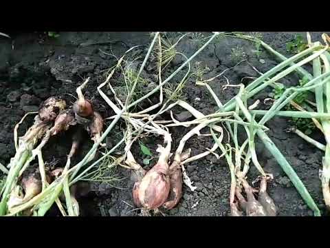 Видео: А вот и мой шалот Голландец и Сорокозубка, 17 июля 2021г. На улице +35, лук уже не растет