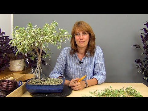 Видео: Плетение косичкой фикуса Бенджамина (ч.5).
