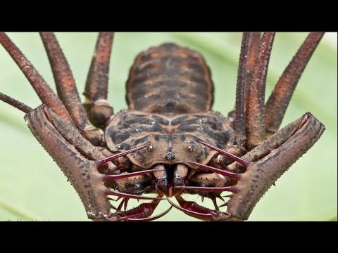 Видео: ВЕРСУС!  На что способен Фрин и Телифон, два жутких паукообразных!
