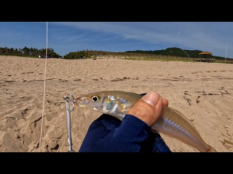 Видео: Силлага,тригла,камбала и зонт, Морская рыбалка в Южной Корее.